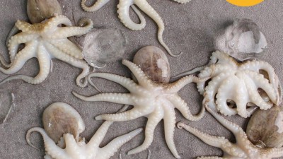 득템 찬스! 쭈꾸미냉동벌크 초특가 후기🦑